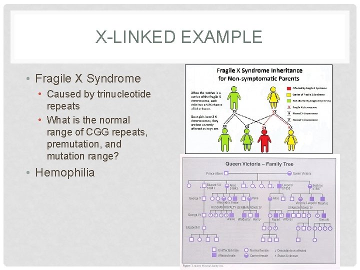 X-LINKED EXAMPLE • Fragile X Syndrome • Caused by trinucleotide repeats • What is