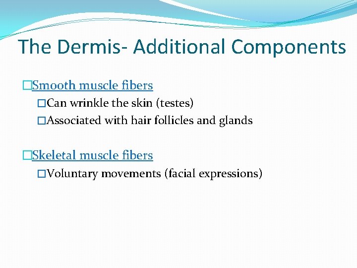 The Dermis- Additional Components �Smooth muscle fibers �Can wrinkle the skin (testes) �Associated with