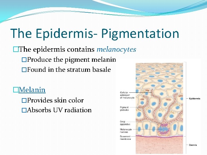 The Epidermis- Pigmentation �The epidermis contains melanocytes �Produce the pigment melanin �Found in the