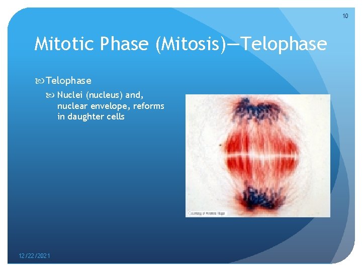 10 Mitotic Phase (Mitosis)—Telophase Nuclei (nucleus) and, nuclear envelope, reforms in daughter cells 12/22/2021