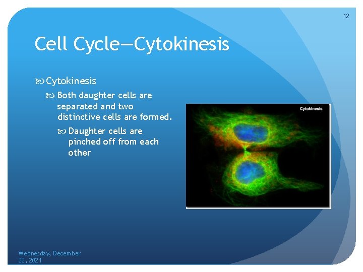 12 Cell Cycle—Cytokinesis Both daughter cells are separated and two distinctive cells are formed.