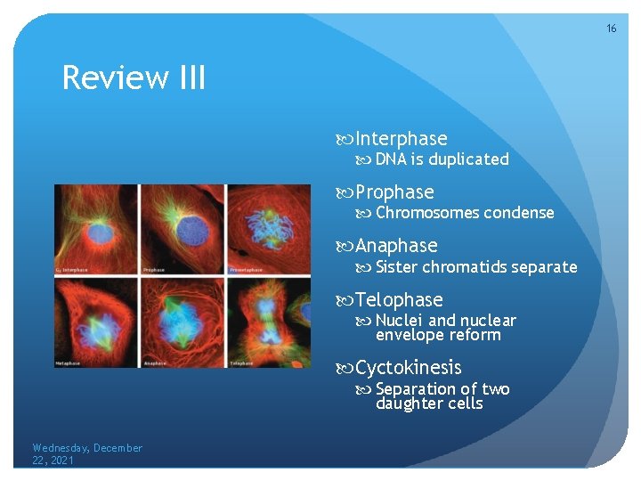 16 Review III Interphase DNA is duplicated Prophase Chromosomes condense Anaphase Sister chromatids separate