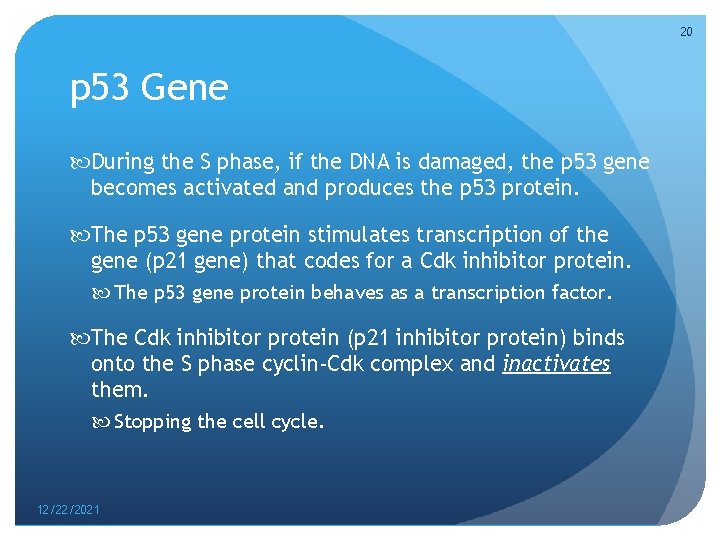20 p 53 Gene During the S phase, if the DNA is damaged, the