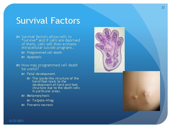 23 Survival Factors Survival factors allow cells to “survive” and if cells are deprived