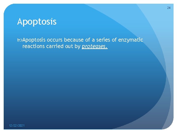 24 Apoptosis occurs because of a series of enzymatic reactions carried out by proteases.
