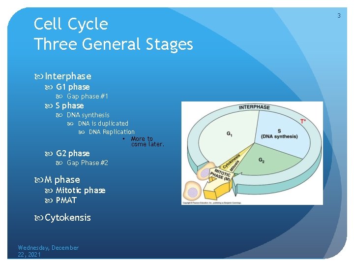 Cell Cycle Three General Stages Interphase G 1 phase Gap phase #1 S phase