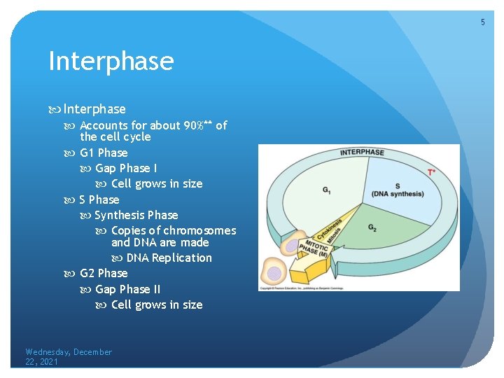 5 Interphase Accounts for about 90%** of the cell cycle G 1 Phase Gap