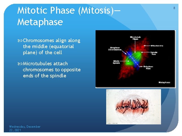 Mitotic Phase (Mitosis)— Metaphase Chromosomes align along the middle (equatorial plane) of the cell