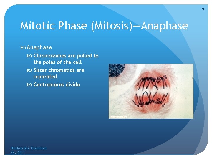 9 Mitotic Phase (Mitosis)—Anaphase Chromosomes are pulled to the poles of the cell Sister