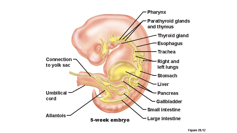 Pharynx Parathyroid glands and thymus Thyroid gland Esophagus Trachea Connection to yolk sac Right