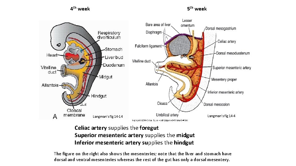 4 th week 5 th week Langman’s fig 14 -14 Langman’s fig 14 -4