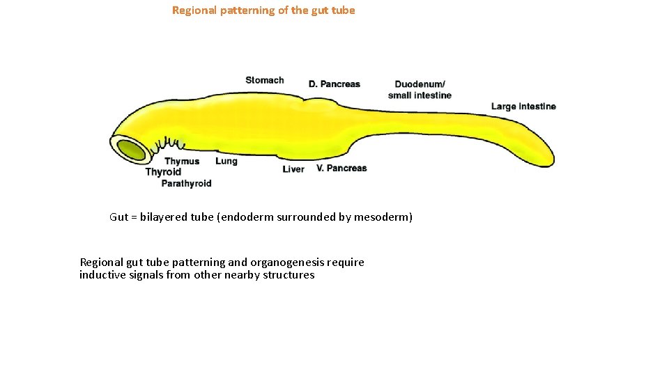 Regional patterning of the gut tube Gut = bilayered tube (endoderm surrounded by mesoderm)