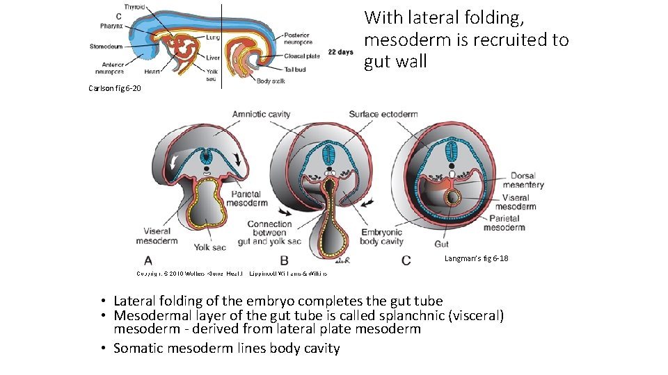 With lateral folding, mesoderm is recruited to gut wall Carlson fig 6 -20 Langman’s