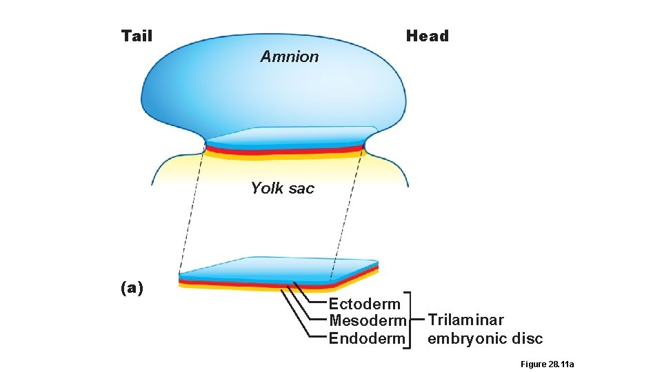 Tail Head Amnion Yolk sac (a) Ectoderm Mesoderm Endoderm Trilaminar embryonic disc Figure 28.