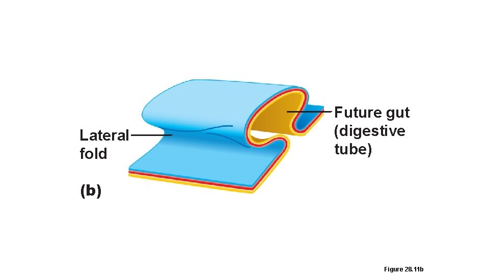 Lateral fold Future gut (digestive tube) (b) Figure 28. 11 b 