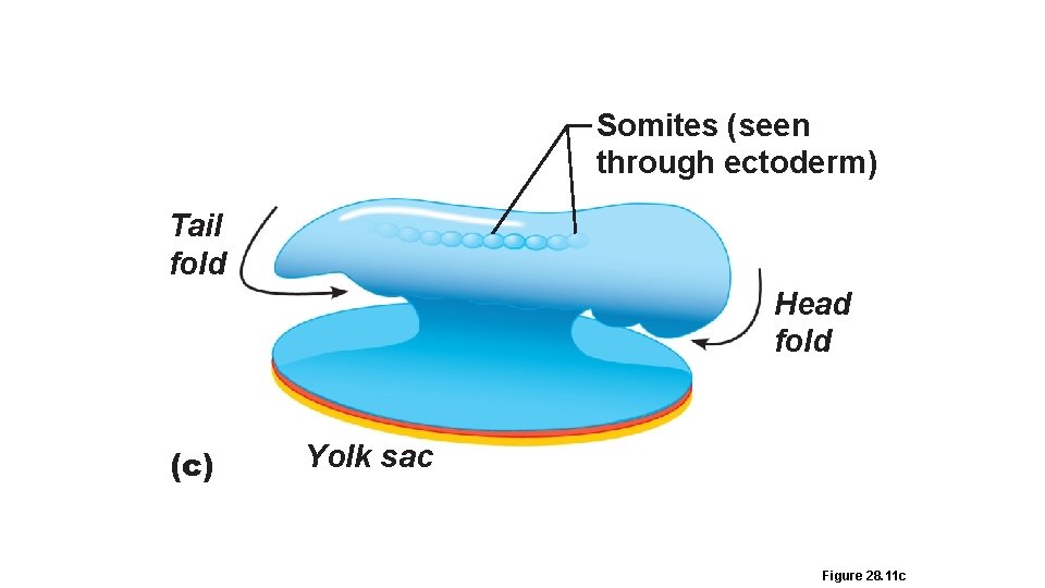 Somites (seen through ectoderm) Tail fold Head fold (c) Yolk sac Figure 28. 11