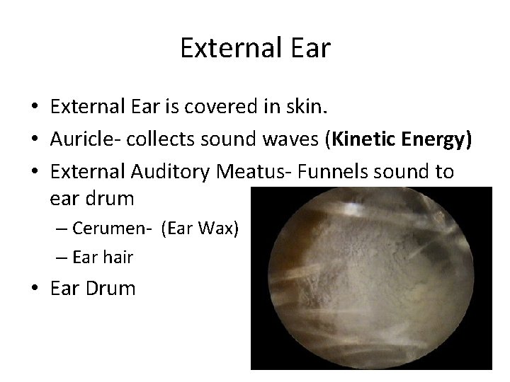 External Ear • External Ear is covered in skin. • Auricle- collects sound waves