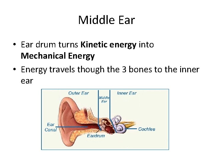 Middle Ear • Ear drum turns Kinetic energy into Mechanical Energy • Energy travels