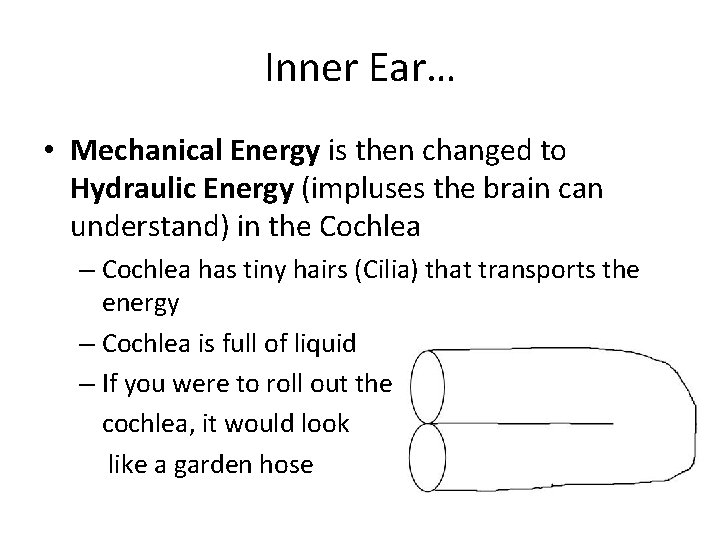 Inner Ear… • Mechanical Energy is then changed to Hydraulic Energy (impluses the brain