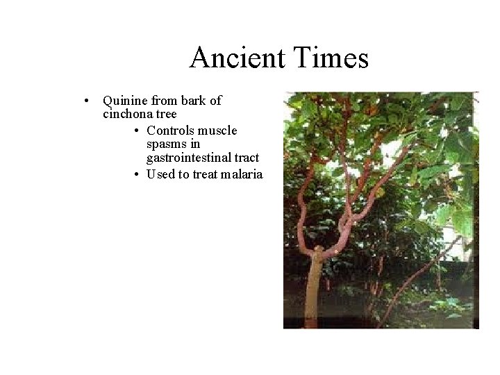 Ancient Times • Quinine from bark of cinchona tree • Controls muscle spasms in