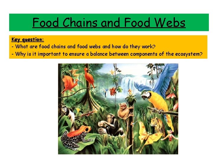 Food Chains and Food Webs Key question: - What are food chains and food