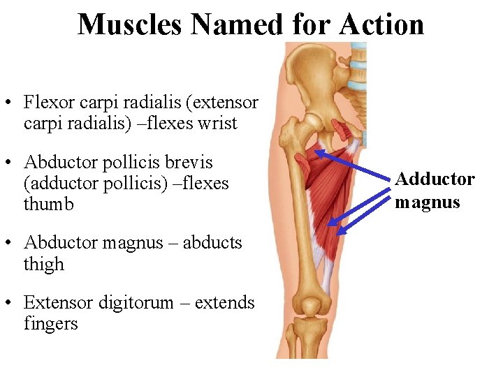 Muscles Named for Action • Flexor carpi radialis (extensor carpi radialis) –flexes wrist •