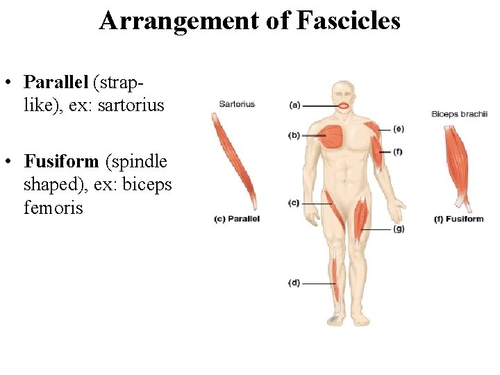 Arrangement of Fascicles • Parallel (straplike), ex: sartorius • Fusiform (spindle shaped), ex: biceps
