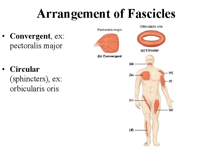 Arrangement of Fascicles • Convergent, ex: pectoralis major • Circular (sphincters), ex: orbicularis oris