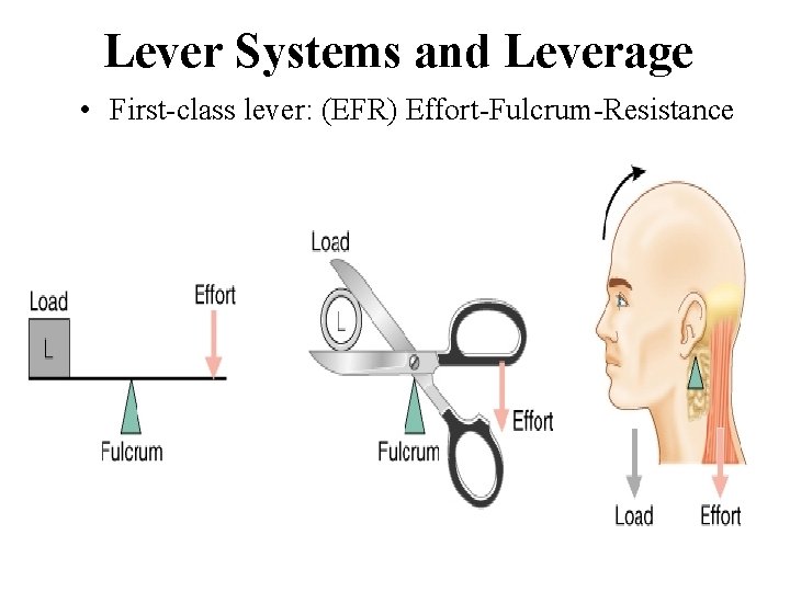 Lever Systems and Leverage • First-class lever: (EFR) Effort-Fulcrum-Resistance 