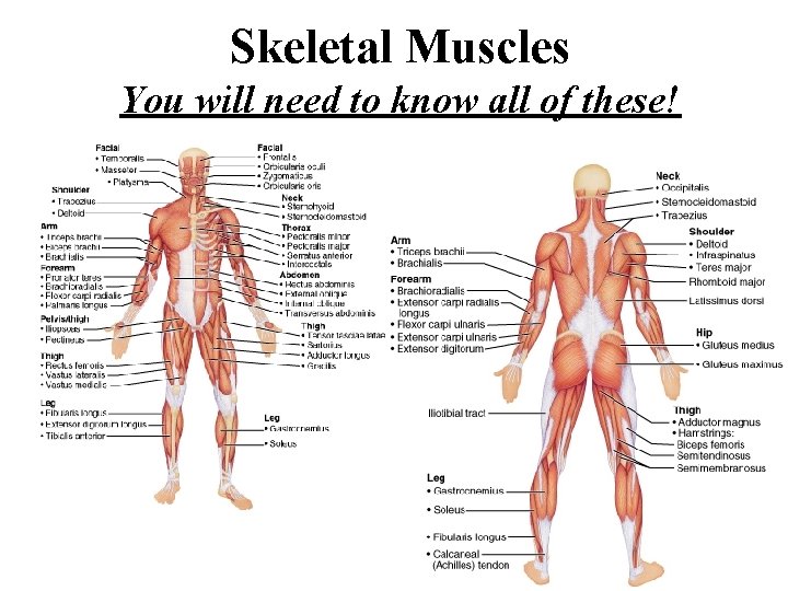 Skeletal Muscles You will need to know all of these! 