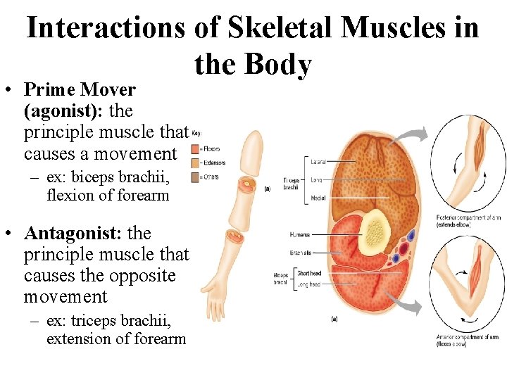 Interactions of Skeletal Muscles in the Body • Prime Mover (agonist): the principle muscle