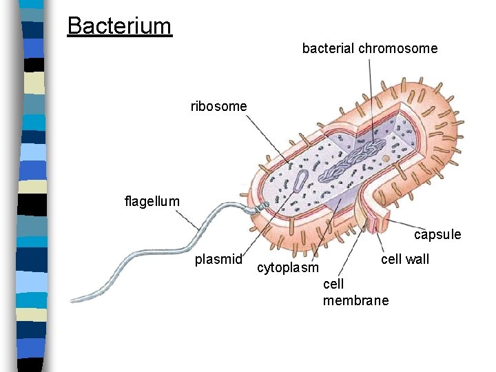 Bacterium bacterial chromosome ribosome flagellum capsule plasmid cytoplasm cell wall cell membrane 