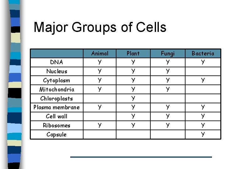 Major Groups of Cells Animal Plant Fungi Bacteria DNA Y Y Nucleus Y Y