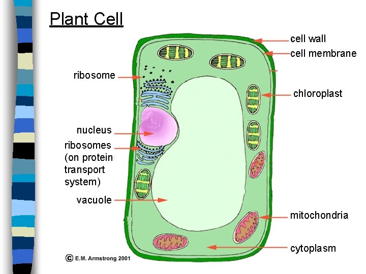 Plant Cell cell wall cell membrane ribosome chloroplast nucleus ribosomes (on protein transport system)