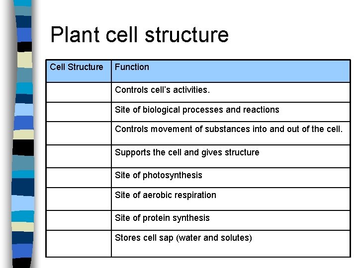 Plant cell structure Cell Structure Function Controls cell’s activities. Site of biological processes and