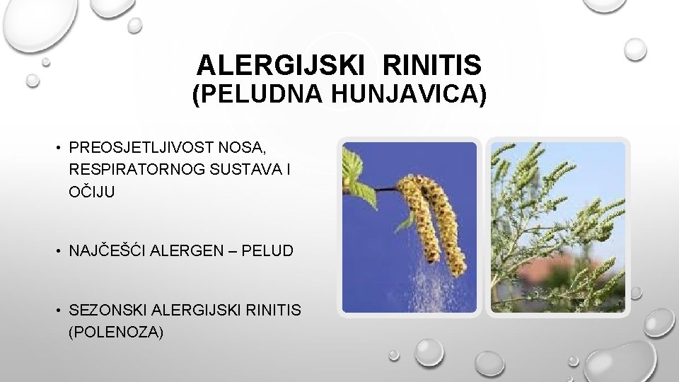 ALERGIJSKI RINITIS (PELUDNA HUNJAVICA) • PREOSJETLJIVOST NOSA, RESPIRATORNOG SUSTAVA I OČIJU • NAJČEŠĆI ALERGEN