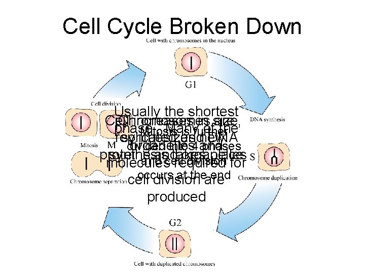 Cell Cycle Broken Down Usually the shortest Cell Chromosomes increases in size, are phase.