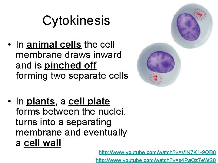 Cytokinesis • In animal cells the cell membrane draws inward and is pinched off