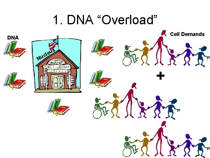 1. DNA “Overload” Cell Demands DNA s u cle Nu + 