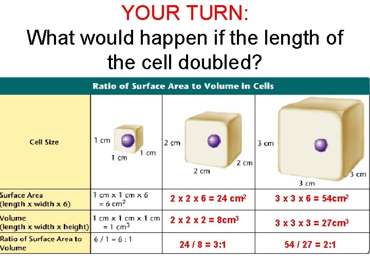 YOUR TURN: What would happen if the length of the cell doubled? 2 x