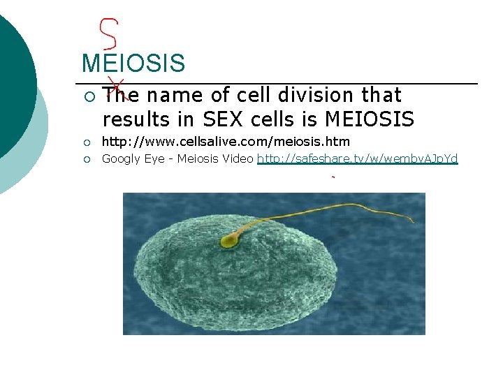 MEIOSIS ¡ The name of cell division that results in SEX cells is MEIOSIS