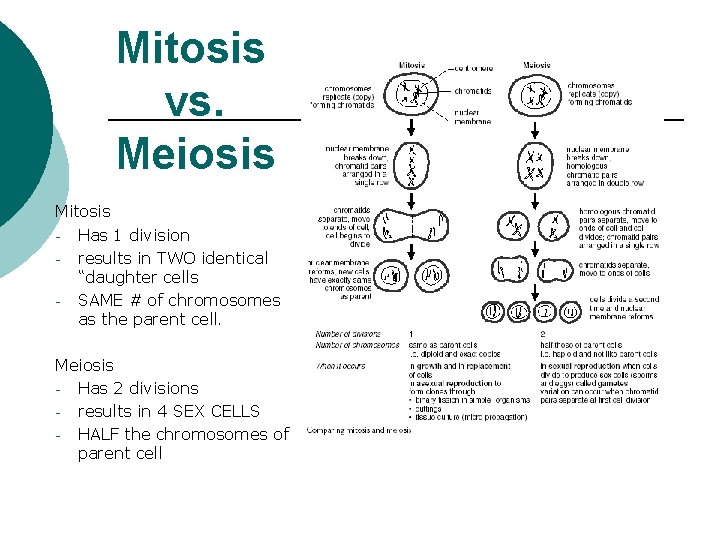 Mitosis vs. Meiosis Mitosis - Has 1 division - results in TWO identical “daughter