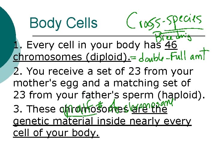 Body Cells 1. Every cell in your body has 46 chromosomes (diploid). 2. You