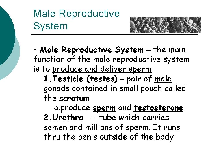 Male Reproductive System • Male Reproductive System – the main function of the male