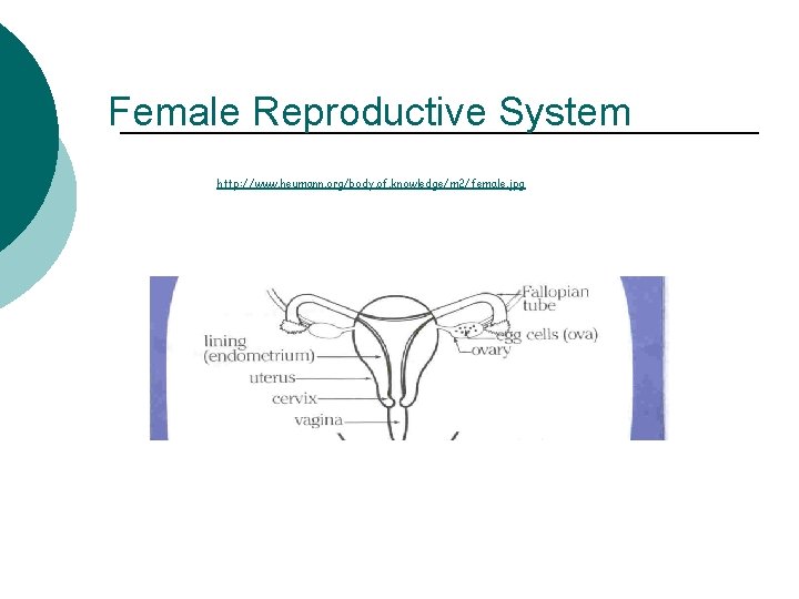 Female Reproductive System http: //www. heumann. org/body. of. knowledge/m 2/female. jpg 