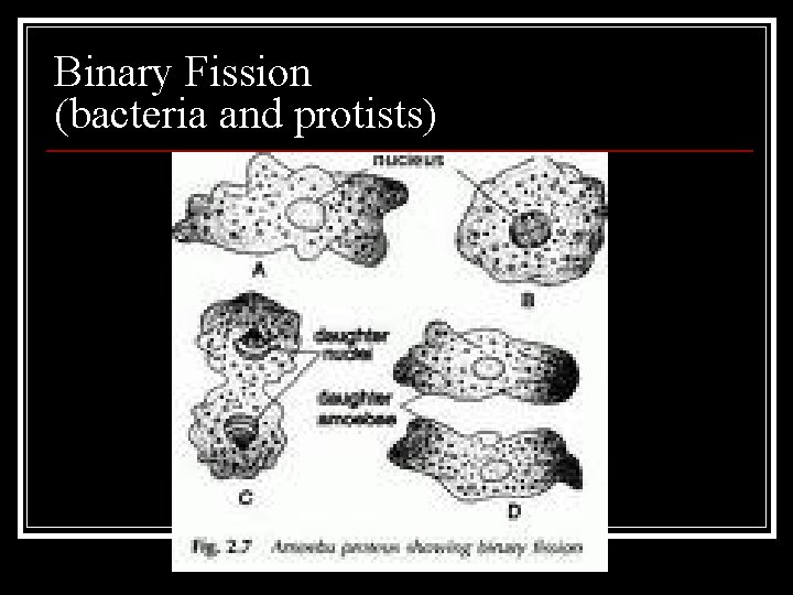 Binary Fission (bacteria and protists) 