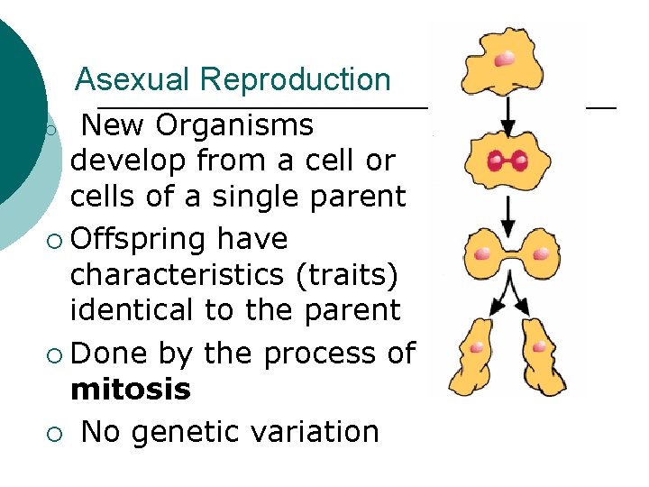 Asexual Reproduction New Organisms develop from a cell or cells of a single parent