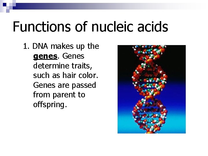 Functions of nucleic acids 1. DNA makes up the genes. Genes determine traits, such Functions of nucleic acids 1. DNA makes up the genes. Genes determine traits, such