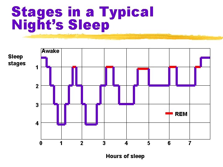 Stages in a Typical Night’s Sleep stages Awake 1 2 3 REM 4 0