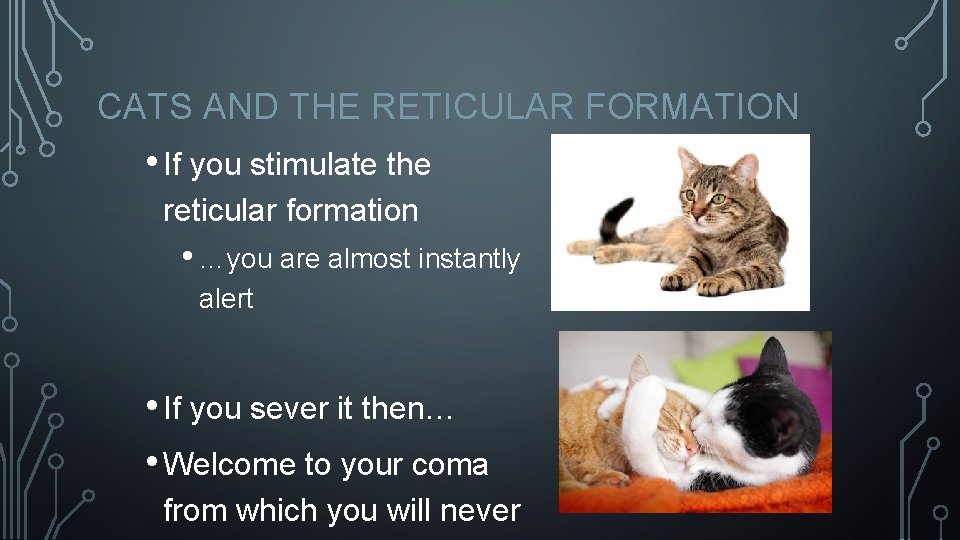 CATS AND THE RETICULAR FORMATION • If you stimulate the reticular formation • …you